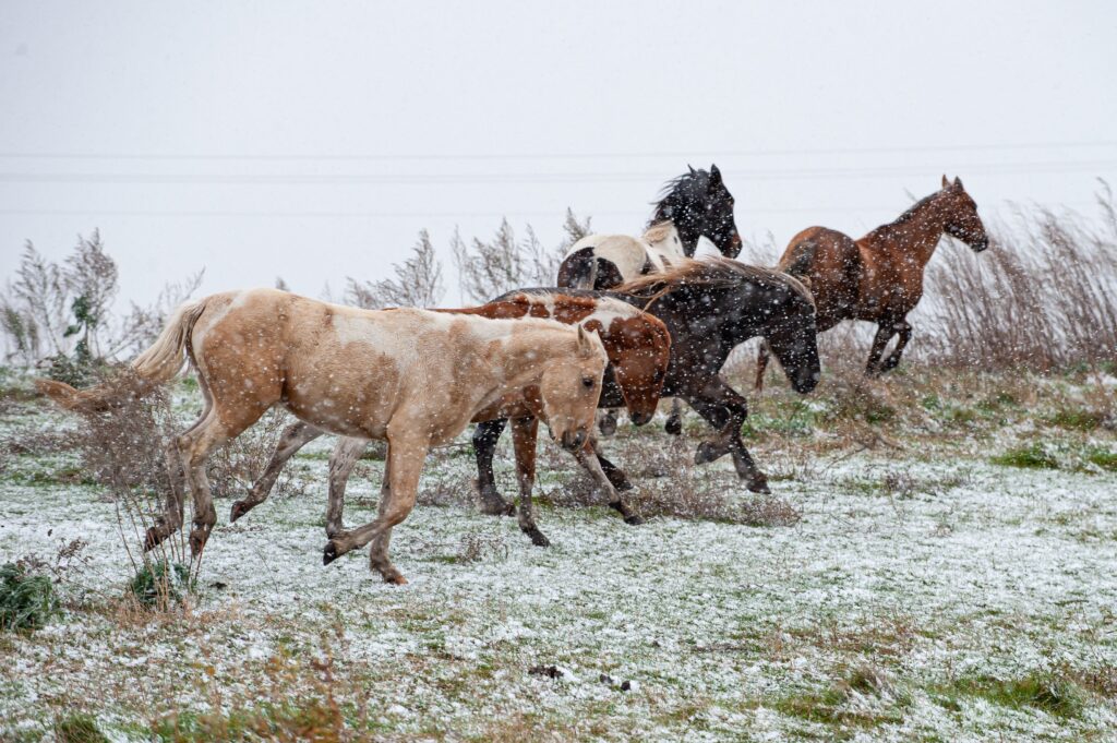 Therapeutic Riding in Sioux Falls, SD